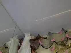 Amateur Free Live Porn of candy_beck
