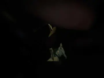 Bongacams Live Porn of SallyeLeins