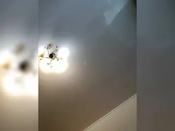 Bongacams Adult Webcam of MilfaSguirt