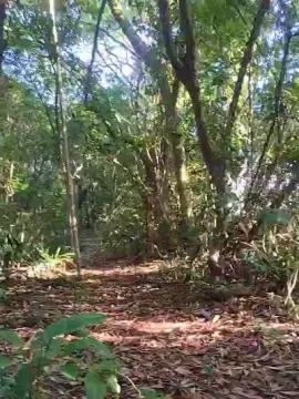 Cam4 Adult Webcams of pregnanhot