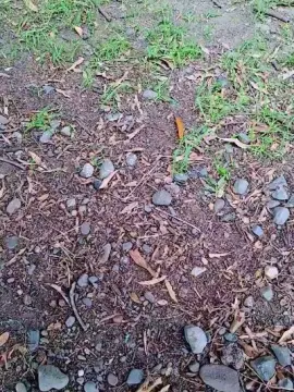 Cam4 Adult Video Chat of Tania__honey