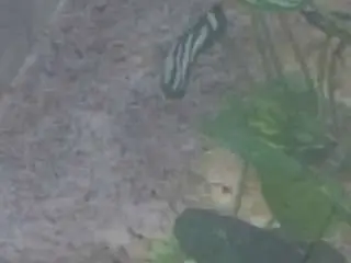 Camsoda Live Porn of voyeurcam-casa-salsa-kitchen