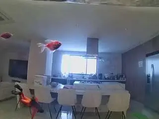 Camsoda Free Porn Cam of voyeurcam-casa-salsa-fishtank