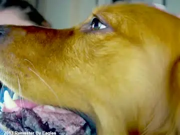 Chaturbate Best Webcam of x_lily_x