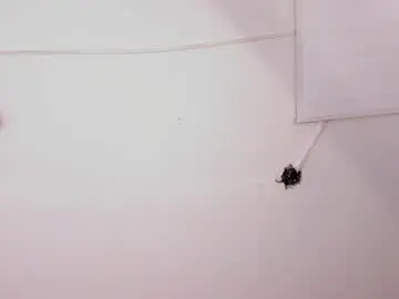 Chaturbate Adult Webcams of lilith_dior