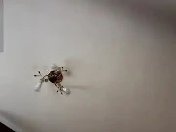 Chaturbate Adult Video Chat of melitagregorio