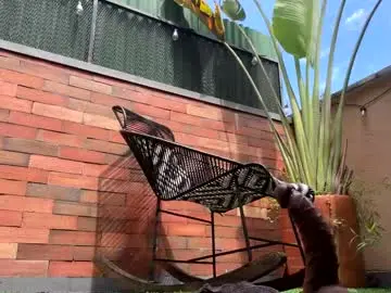 Chaturbate Live Sex of lettali