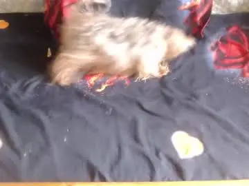 Chaturbate Free Porn Cam of new_milf