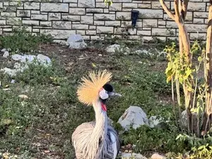 Myfreecams Sex Chat of headfluff