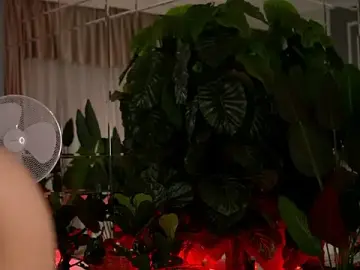 Stripchat Live Sex Cam of AvaReedX